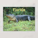 Search for everglade state postcards Usa