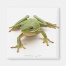 Search for tree frog magnets Full length