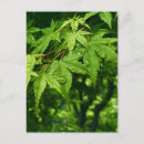 Search for spring rain postcards Floral