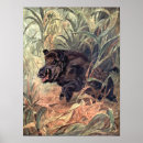 Search for boar posters Pigs