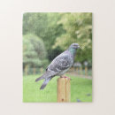 Search for pigeon puzzles Bird