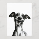 Search for whippet dog postcards Puppy