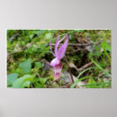 Search for calypso posters Nature