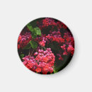 Search for fuschia magnets Flower