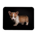 Search for tiny small magnets Pet
