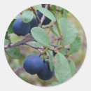 Search for bog Berries