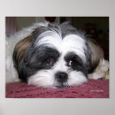 Search for shih tzu posters Photography
