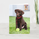 Search for chocolate labrador cards Puppy