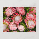 Search for protea postcards Pink