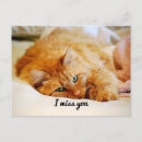 Search for norwegian forest cat postcards Maine coon