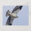 Search for ospreys postcards Animal
