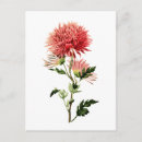 Search for button postcards Floral
