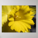 Search for yellow daffodil flowers posters Nature