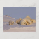 Search for polar bear mom and cub postcards Predator