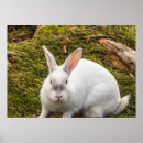 Search for easter bunny posters Nature
