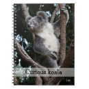 Search for koala photography Cute