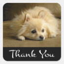 Search for pomeranian stickers Puppies