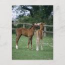 Search for thoroughbred vertical postcards Animal