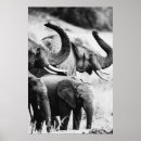 Search for black and white elephant posters Africa