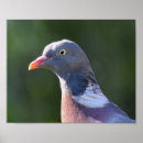Search for wood pigeon posters Birds