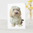 Search for havanese cards White