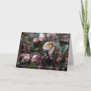Search for spring bud cards Plant