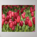 Search for keukenhof holland posters Dutch