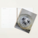 Search for seal planners Wildlife