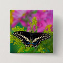 Search for swallowtails badges Yellow