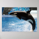 Search for black and white whale posters Animal
