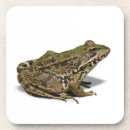 Search for leopard frogs Wildlife