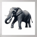 Search for tusks posters African elephant