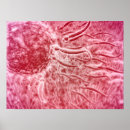 Search for nucleus art Science