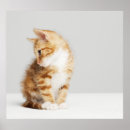 Search for looking away posters Baby animals