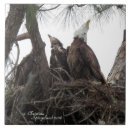 Search for eaglets Birds of prey