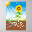 Search for photosynthesis posters Educational