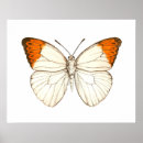 Search for orange tip Nature