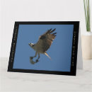 Search for osprey bird cards Wildlife