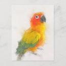 Search for sun conure postcards Bird