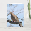Search for mourning dove cards Nature