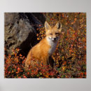 Search for behavior art Fauna