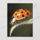 Search for leaf insect postcards Wildlife