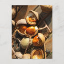 Search for conker Nature