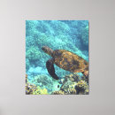 Search for sea turtle canvas prints Underwater