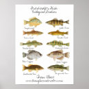 Search for freshwater fish posters Watercolor