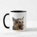 Search for licking mugs Domestic animals