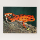 Search for darts puzzles Amphibian