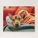 Search for miniature puzzles Canine