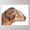 Search for ram art Wildlife