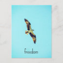 Search for ospreys postcards Bird